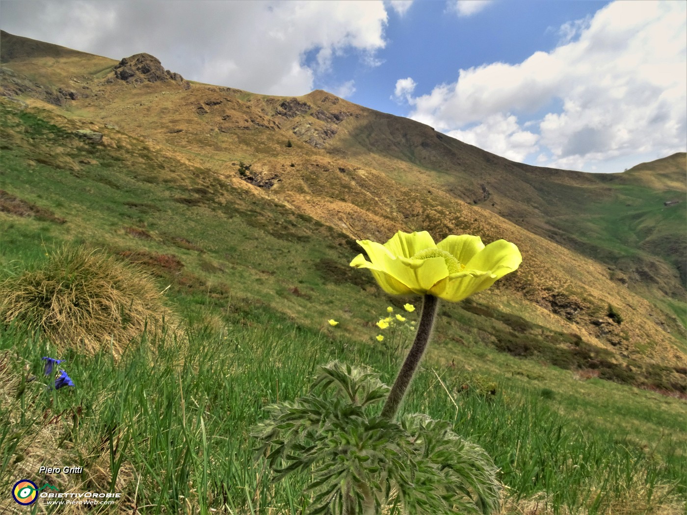 14  Pulsatilla alpina sulphurea (Anemone sulfureo).JPG